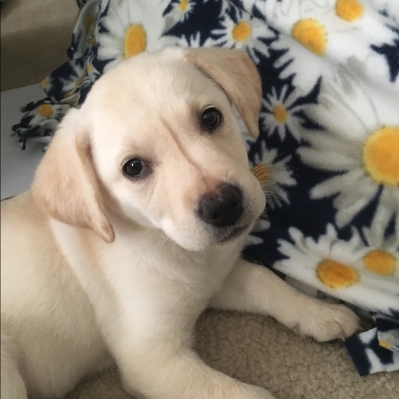 Meet your Posher, Laura - Picture 5 of 8